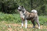 AKITA INU 362